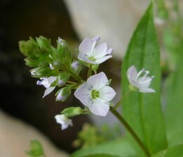 Veronica anagallis-aquatica flower